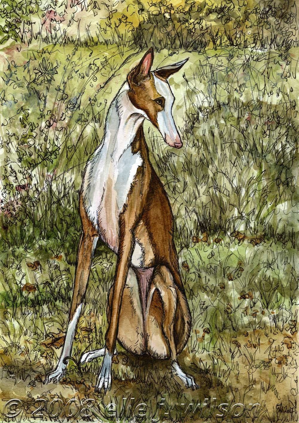 Борзая Грейхаунд хаунд арт