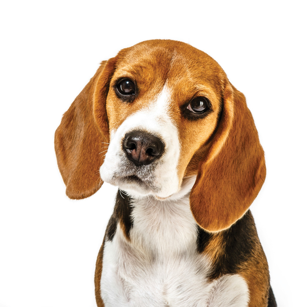 Бигль картина