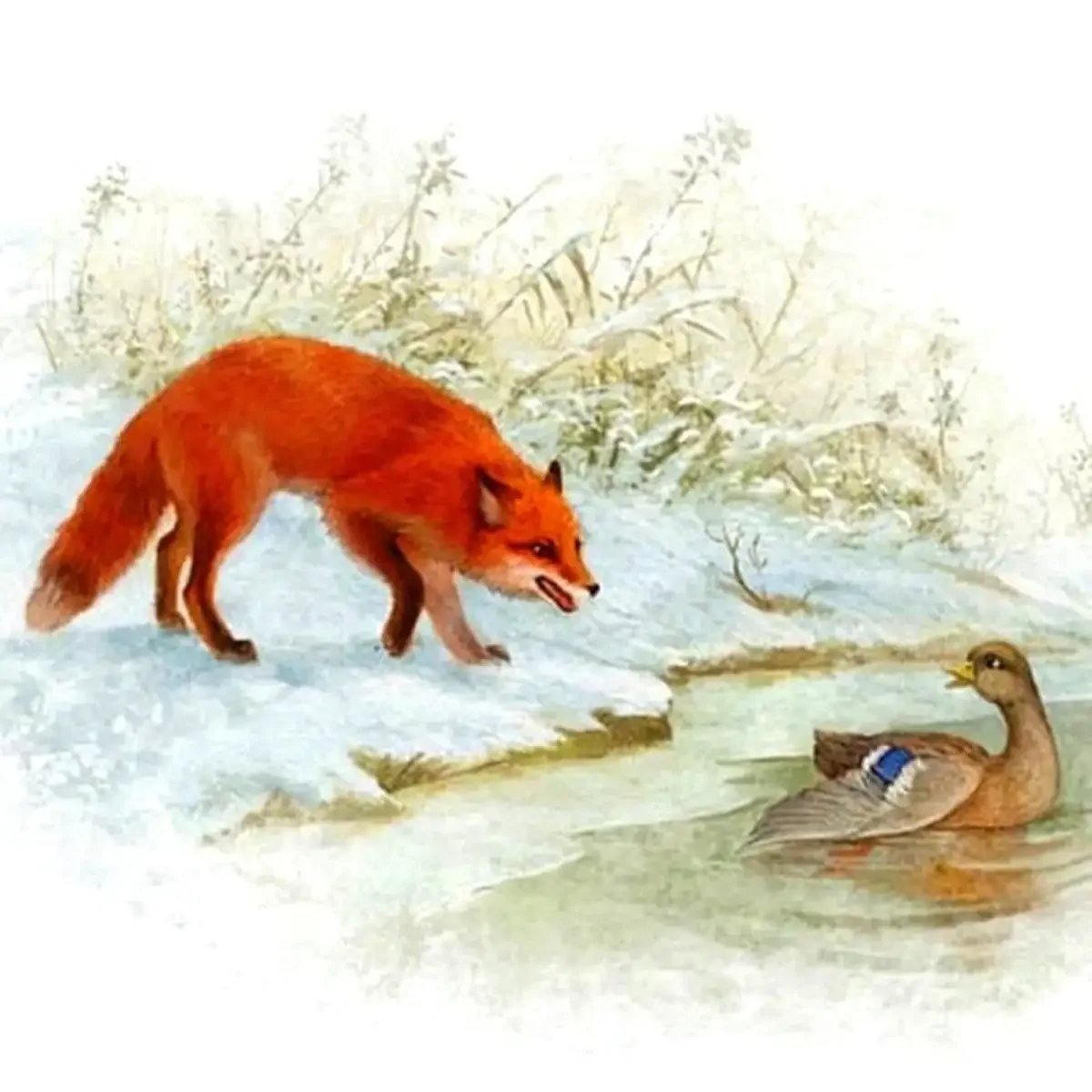 Утенок хромка пришвин