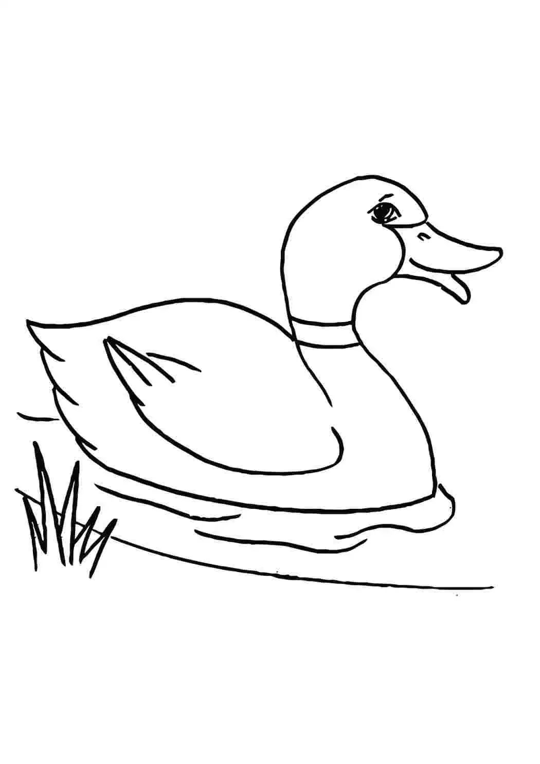 Утка раскраска для детей