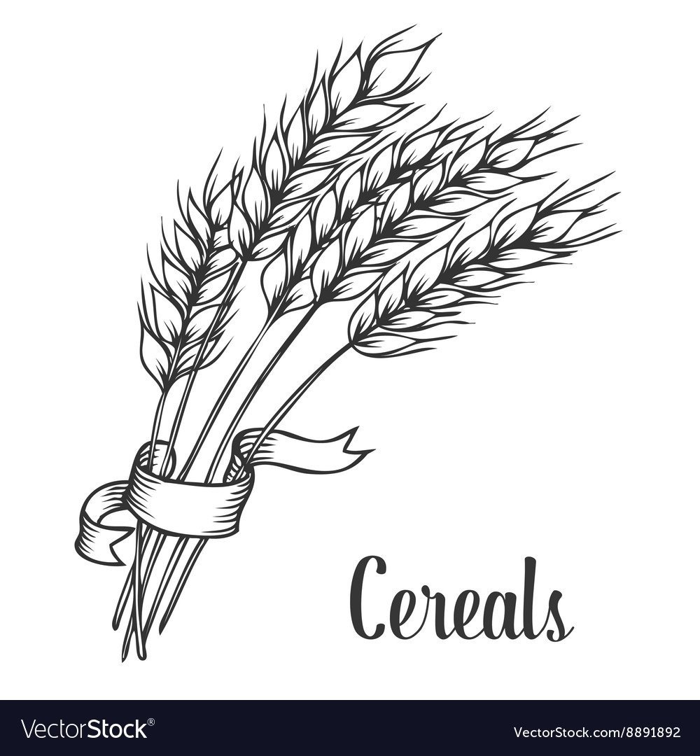 Колосок пшеницы рисунок