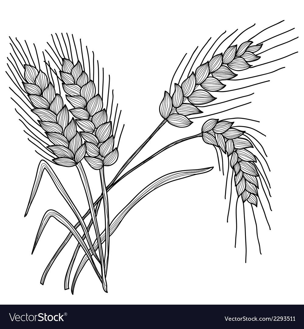 Колосок карандашом