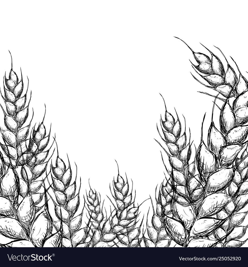 Раскраска колосок пшеницы для детей