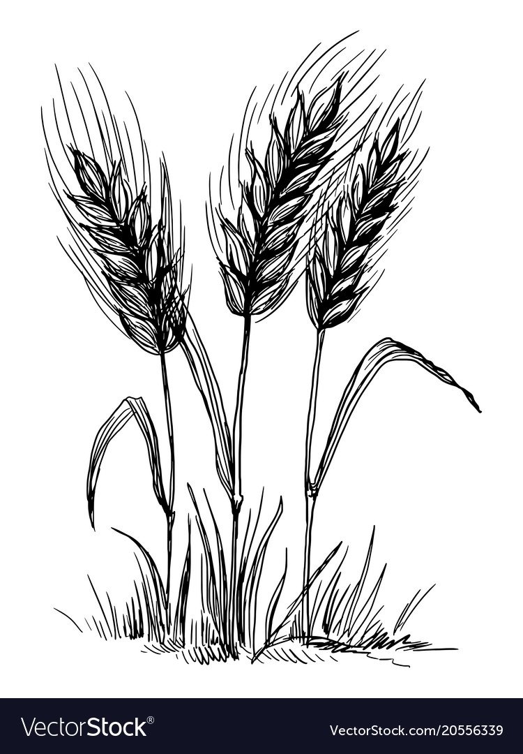 Пшеница скетч