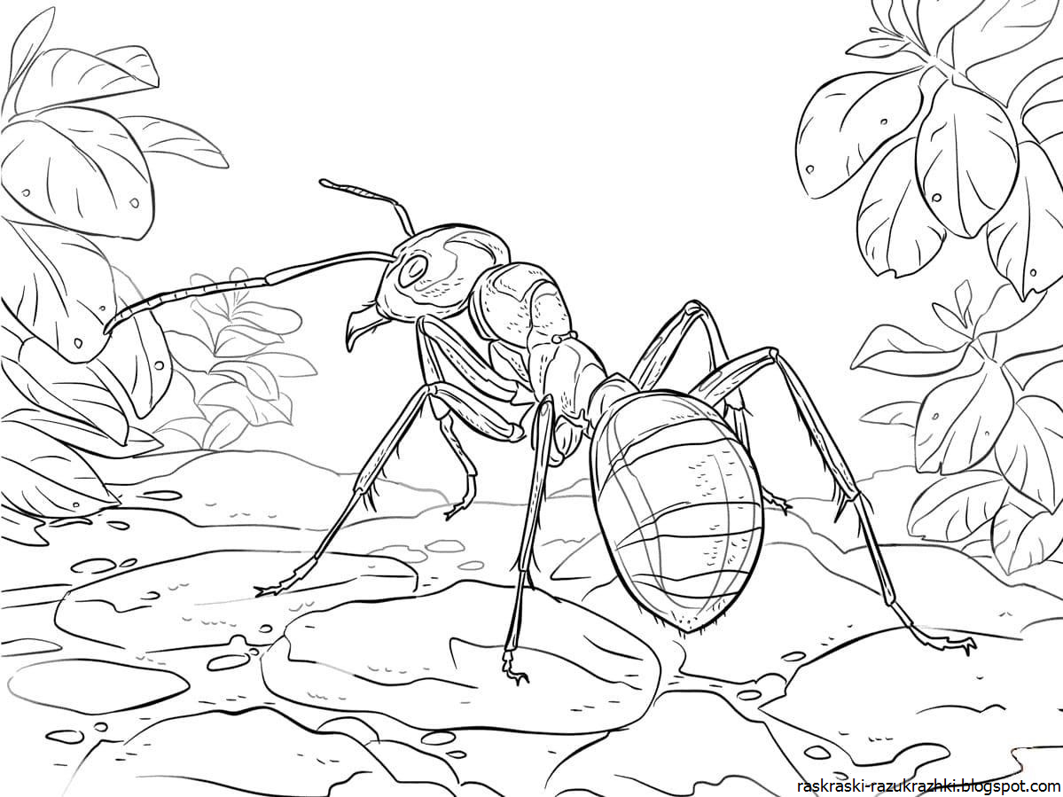 Раскраски к басне Крылова Стрекоза и муравей