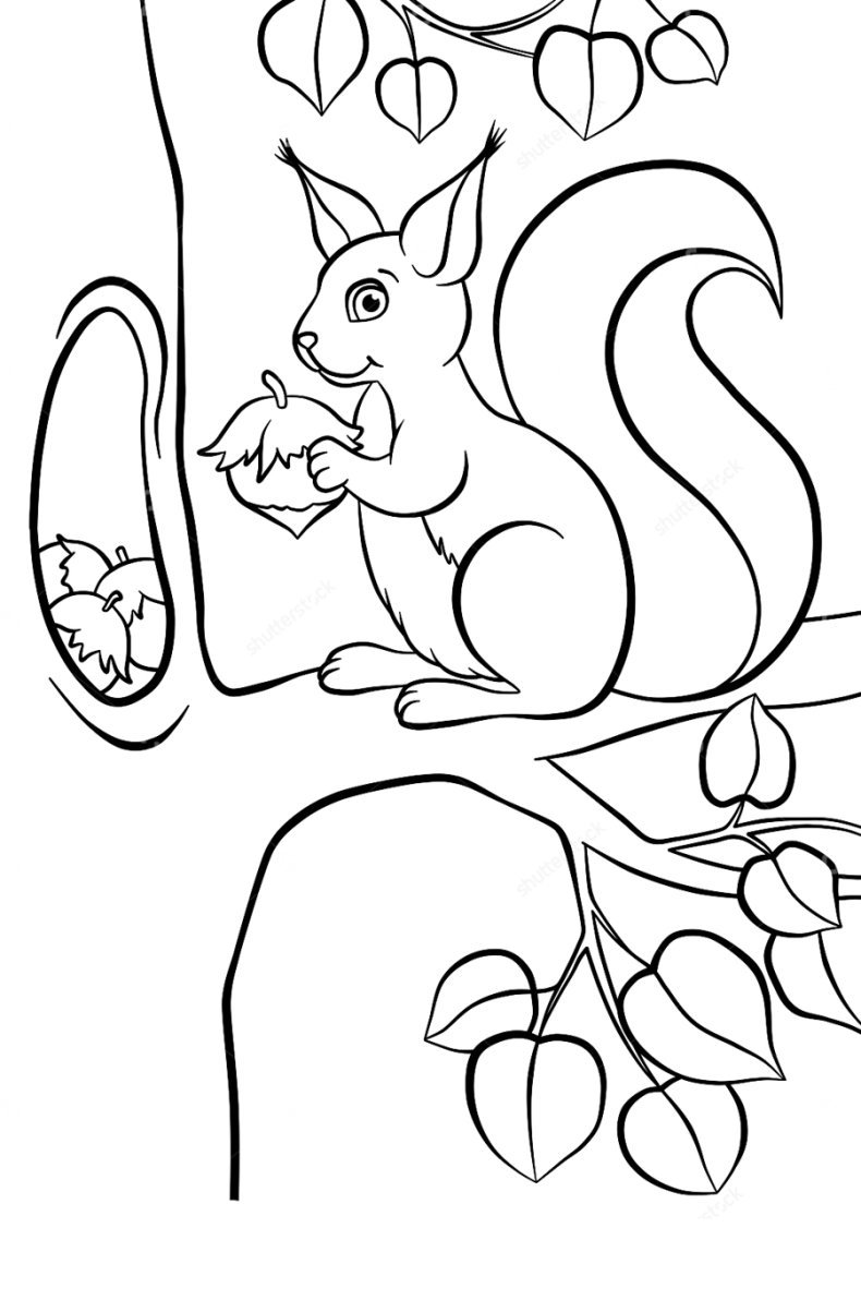 Белка с орехом раскраска