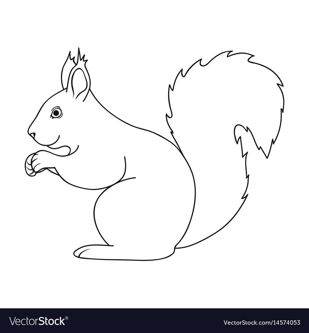 Раскраска белки