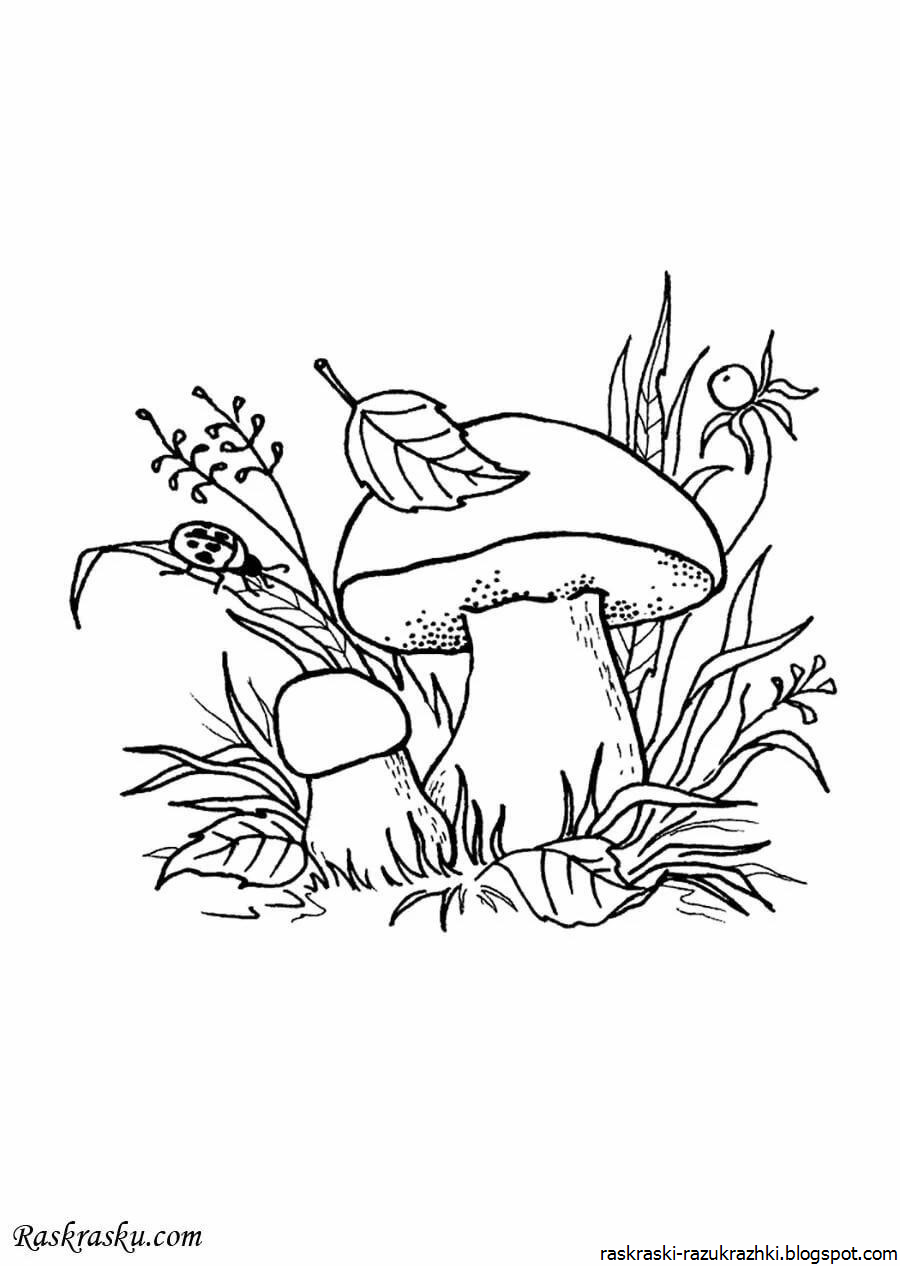 Раскраска грибы и ягоды