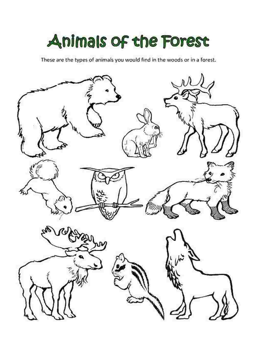 Задания по английскому для дошкольников животные