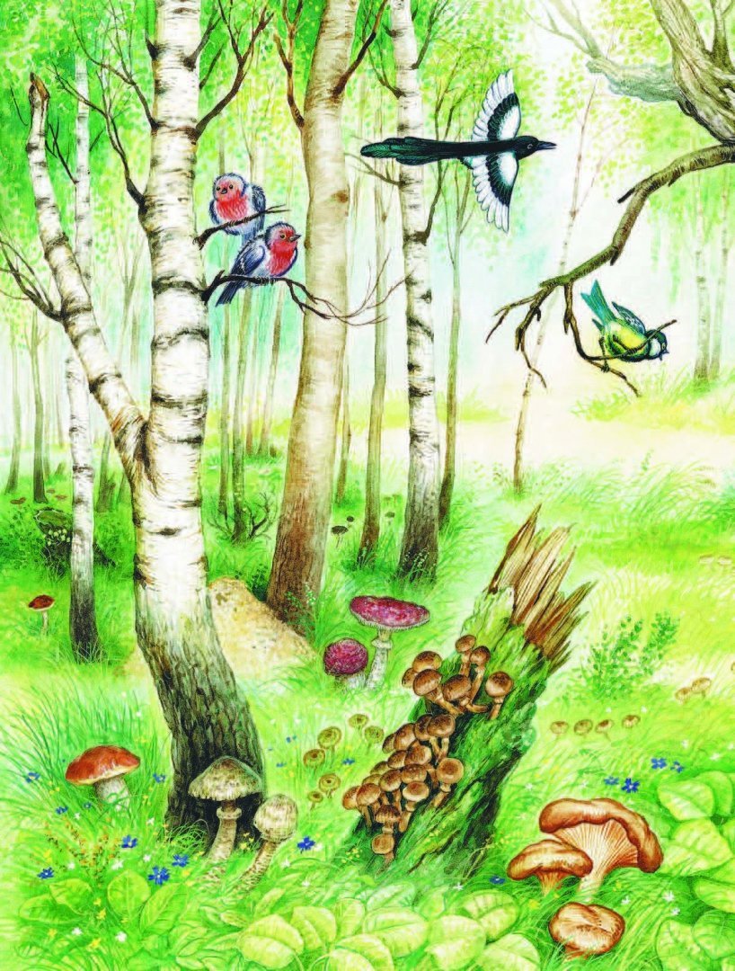 Этажи леса пришвин