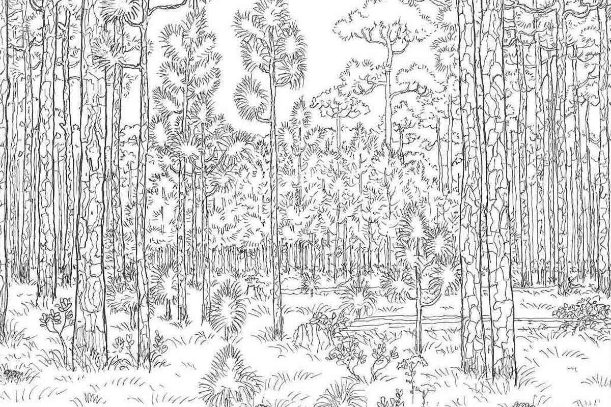 Лес раскраска для детей