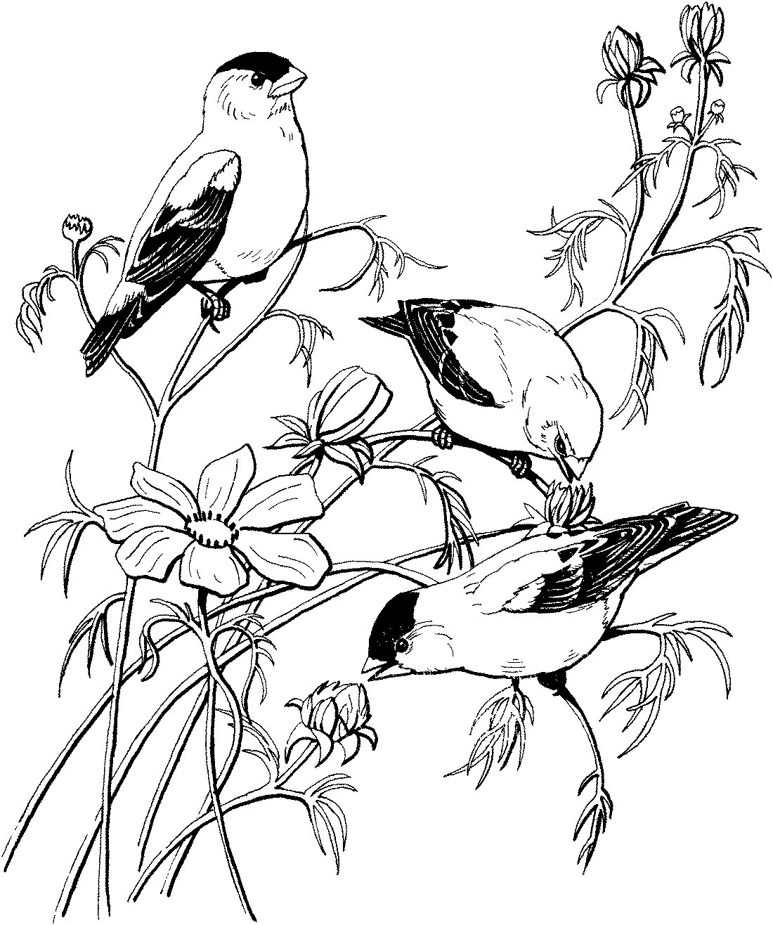 Сорока на ветке раскраска для детей
