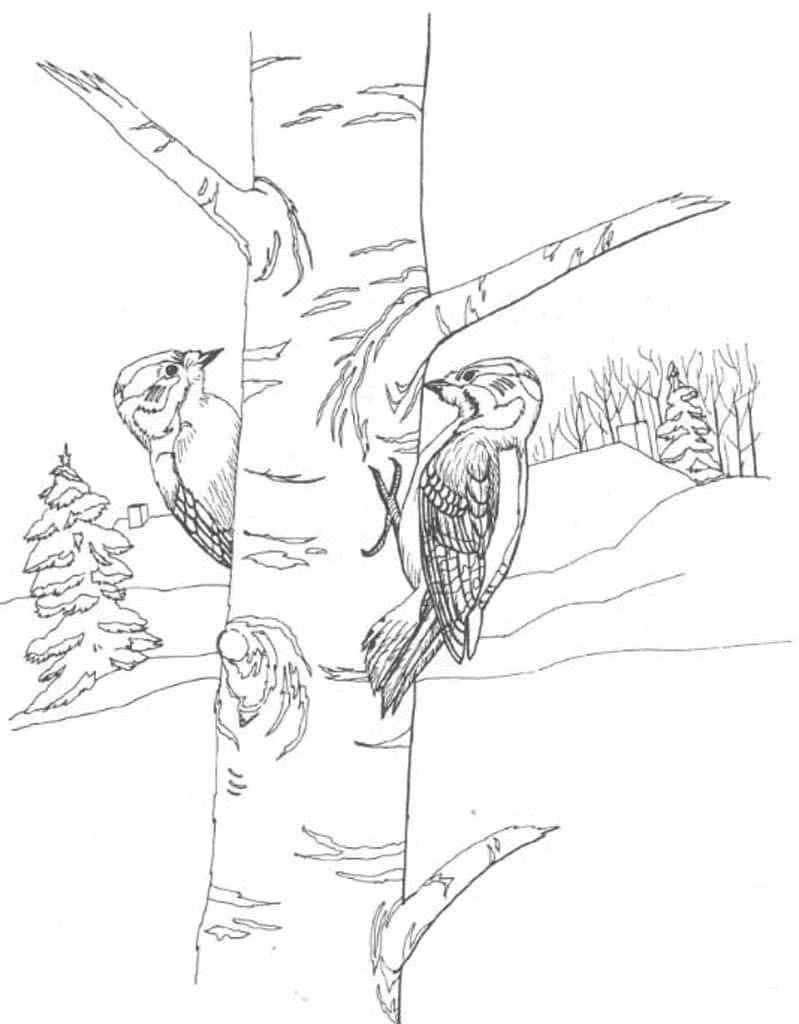 Береза раскраска