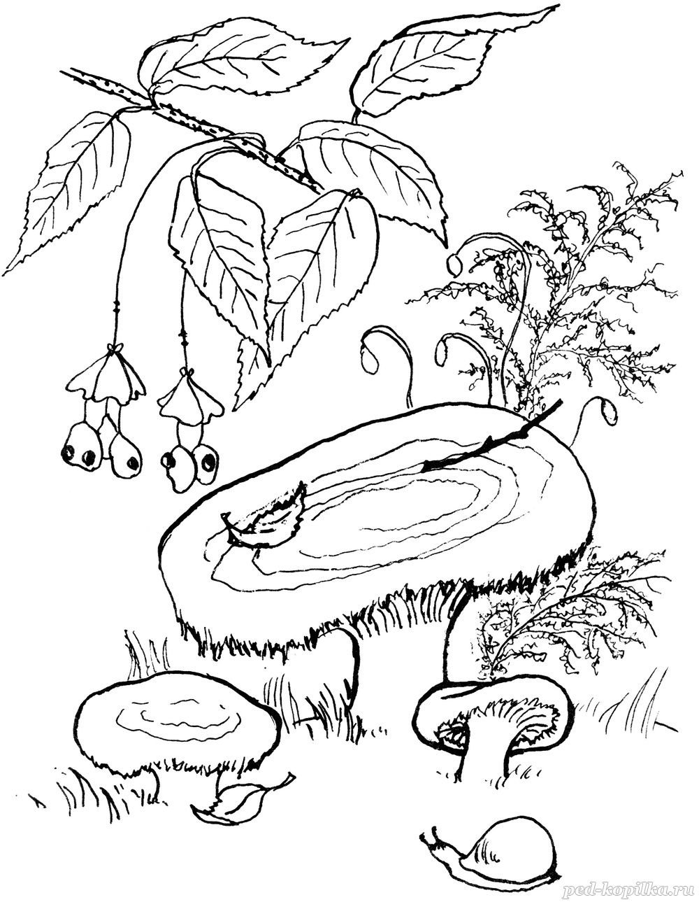 Волнушка раскраска для детей