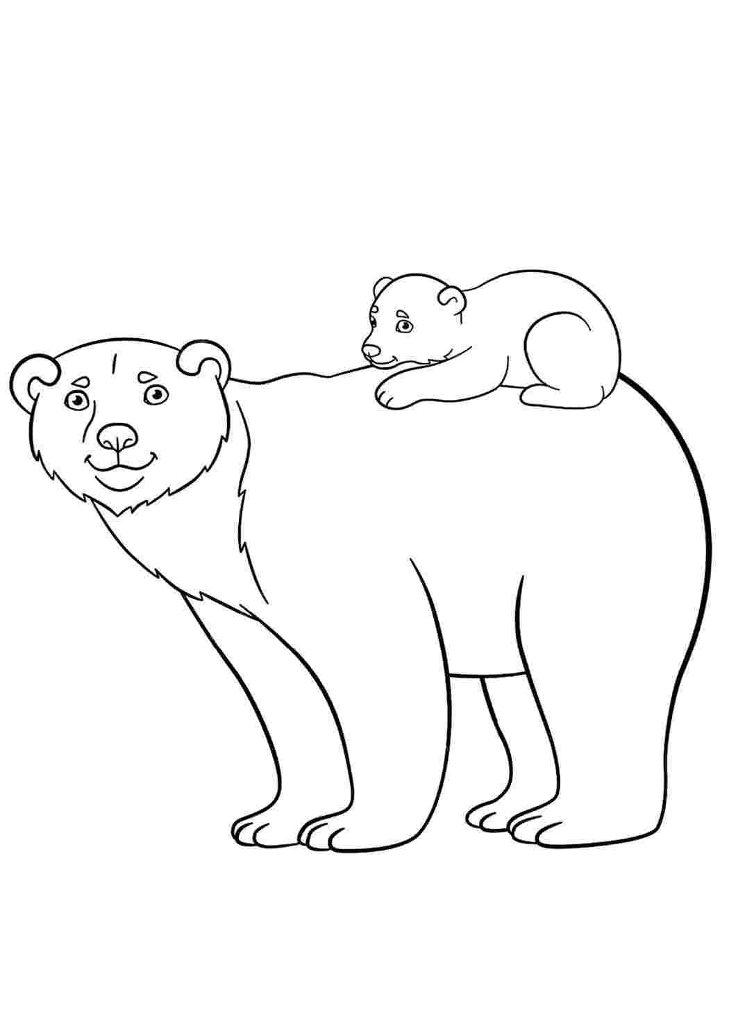 Белый медведь контур