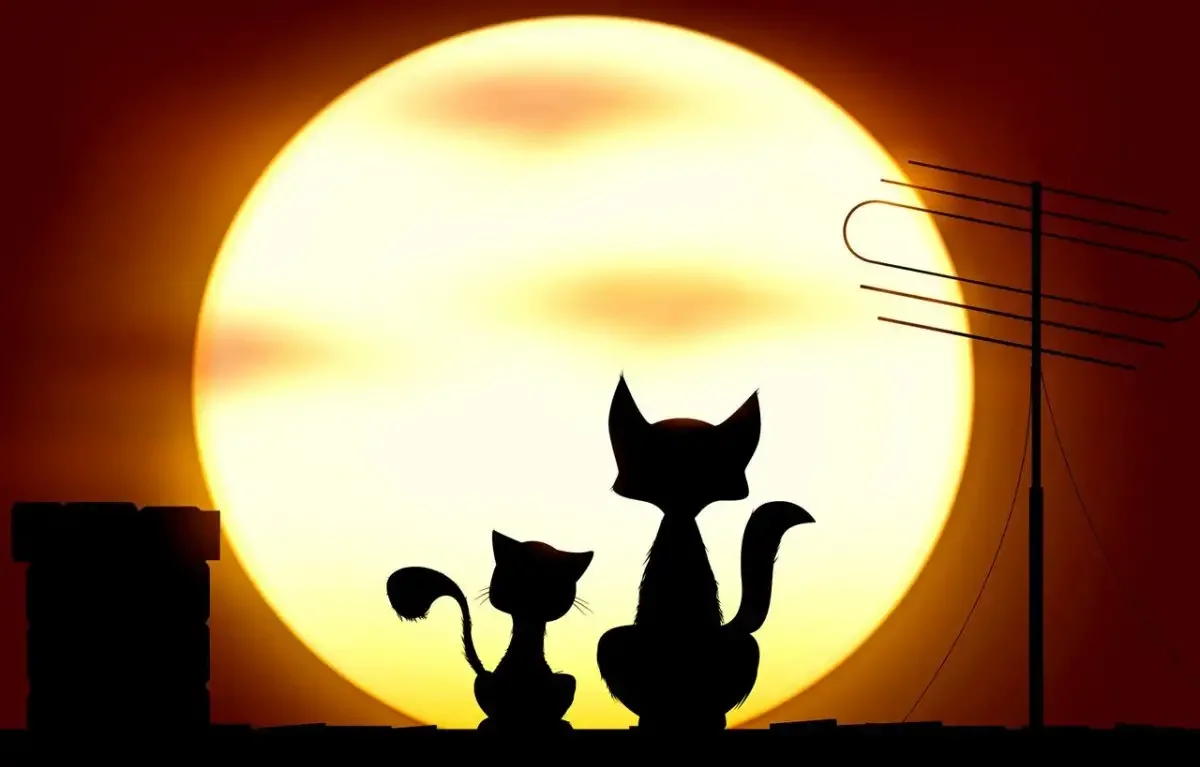 Кот на крыше силуэт