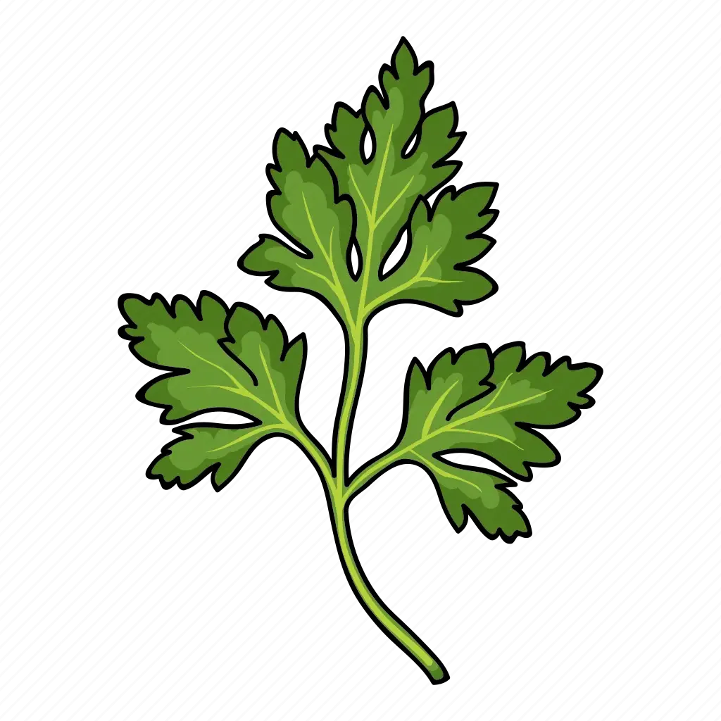 Пучок петрушки эскиз