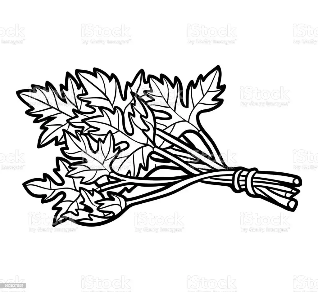 Раскраска петрушка пучок