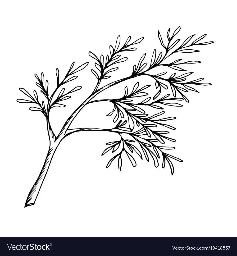 Петрушка схематично