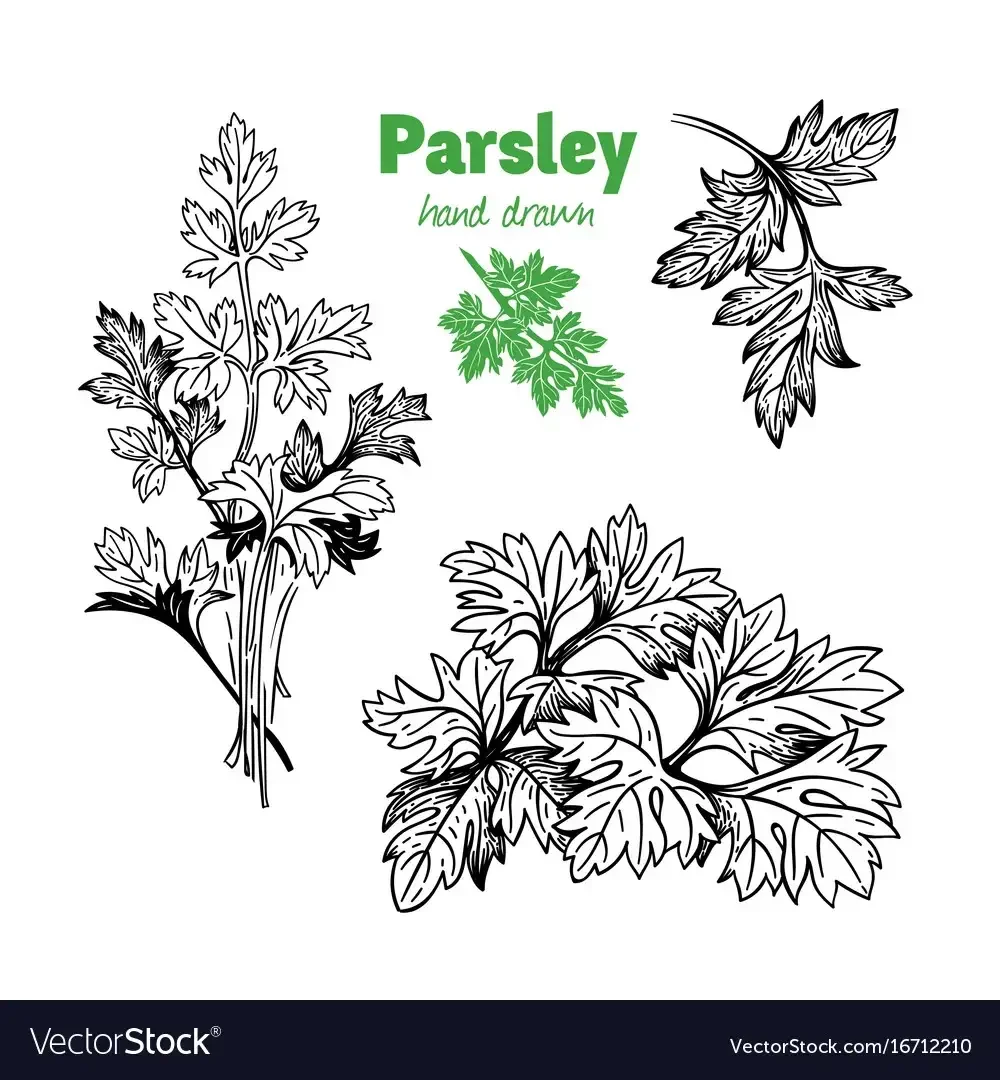 Укроп раскраска