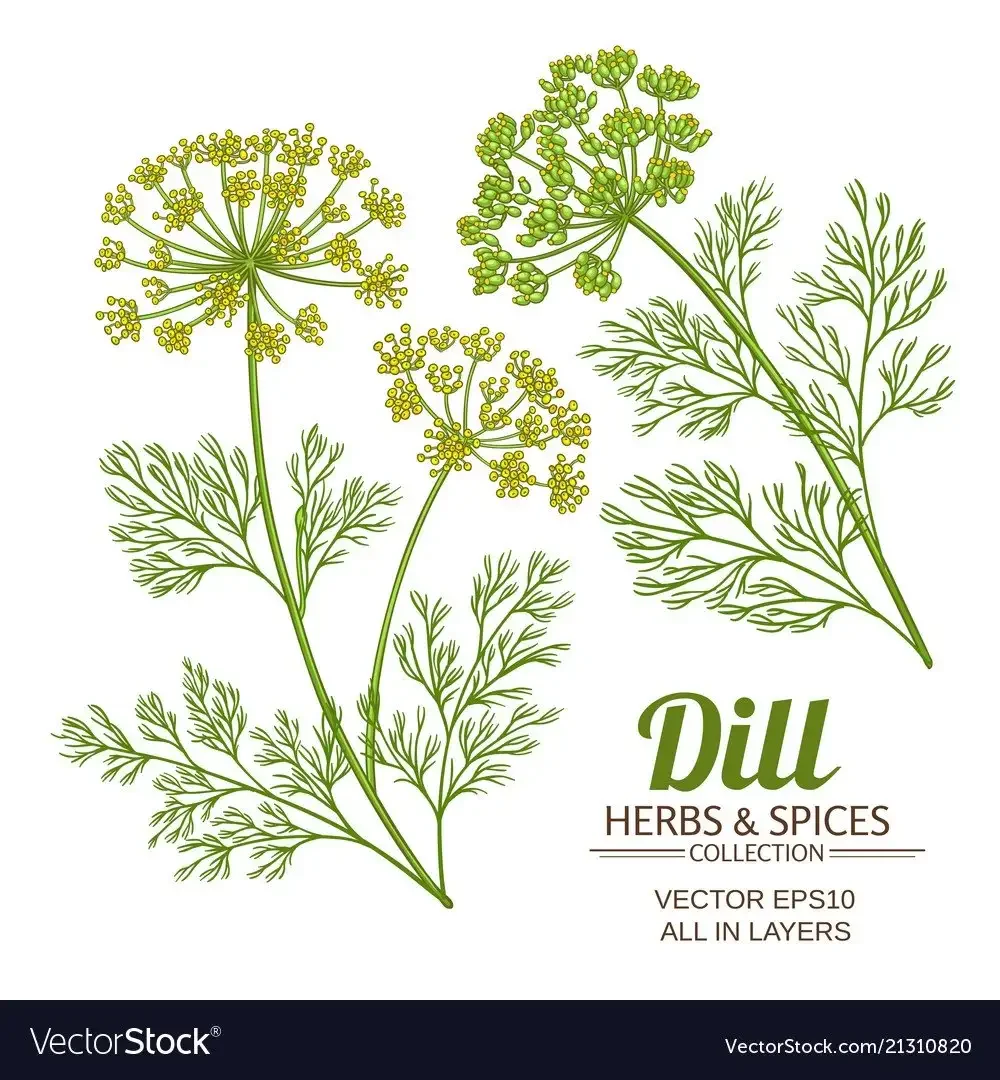 Укроп раскраска для детей