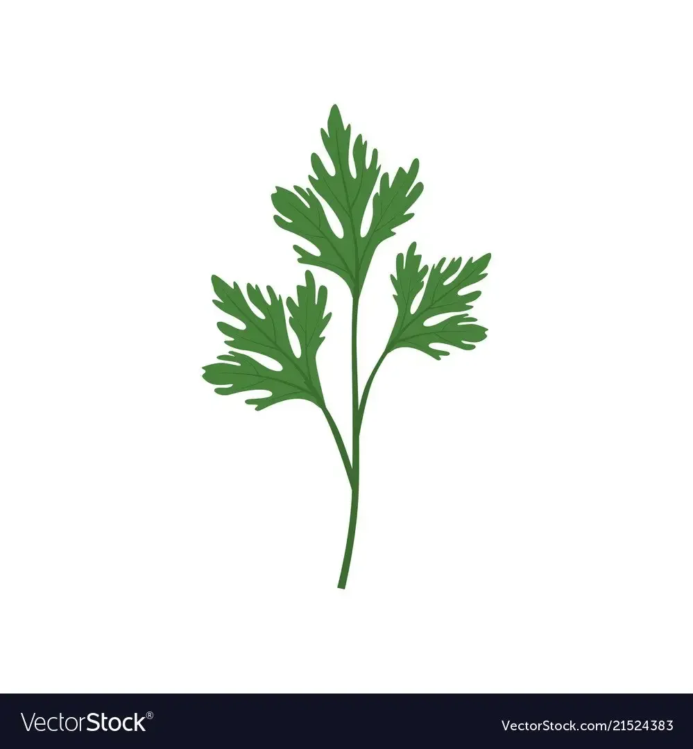 Кориандр контур