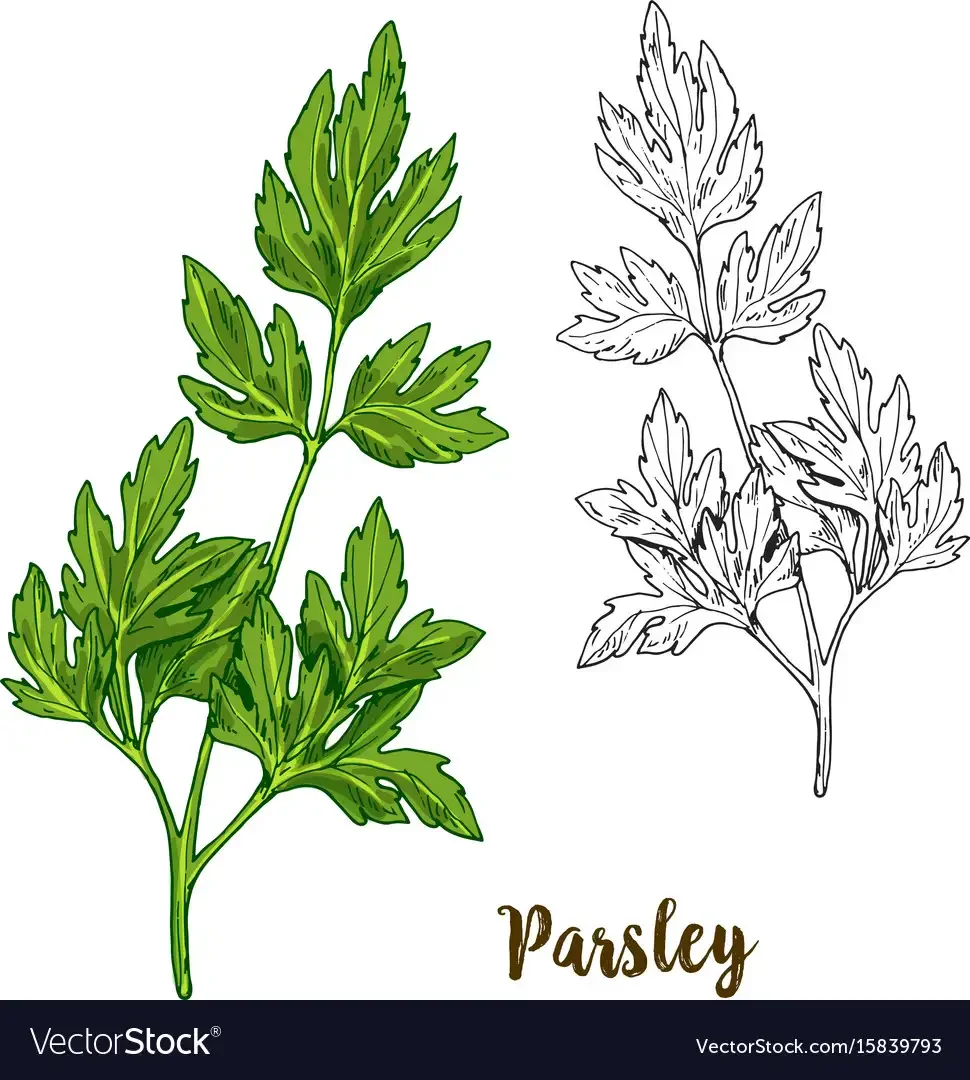 Укроп раскраска для детей