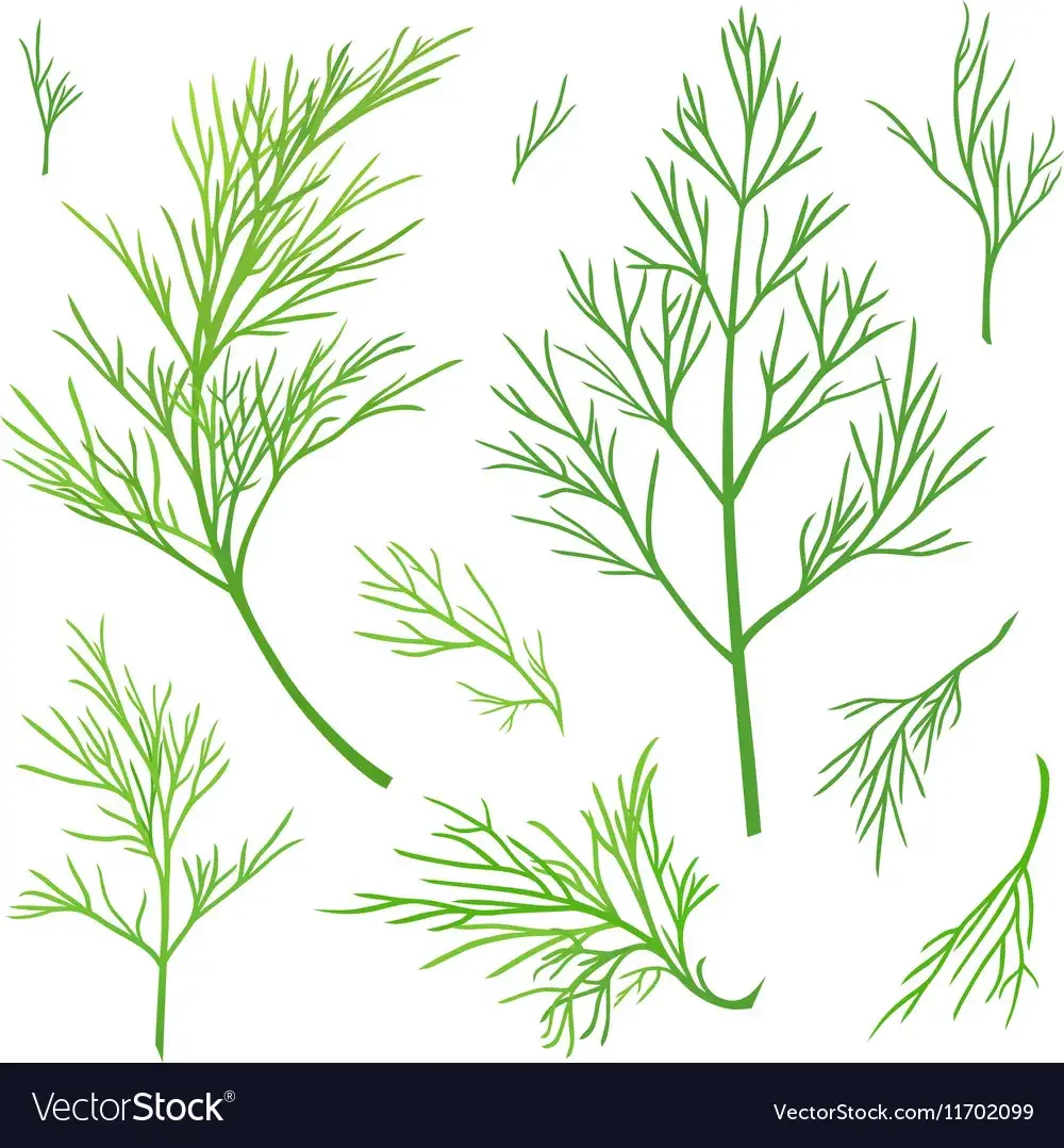 Веточка петрушки и укропа