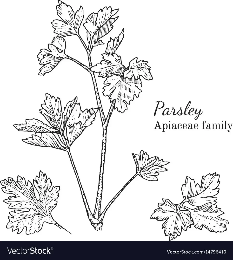 Петрушка Графика