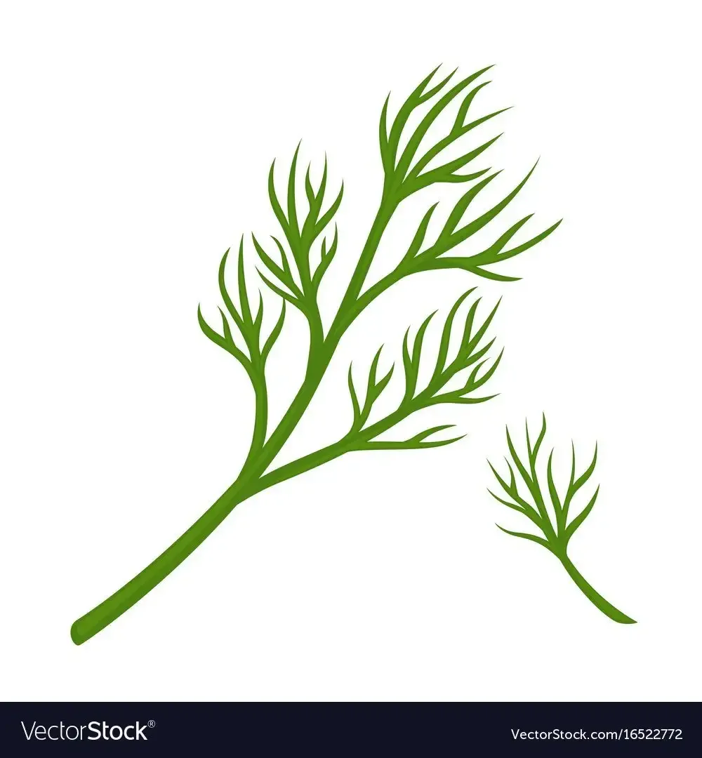 Стебли петрушки