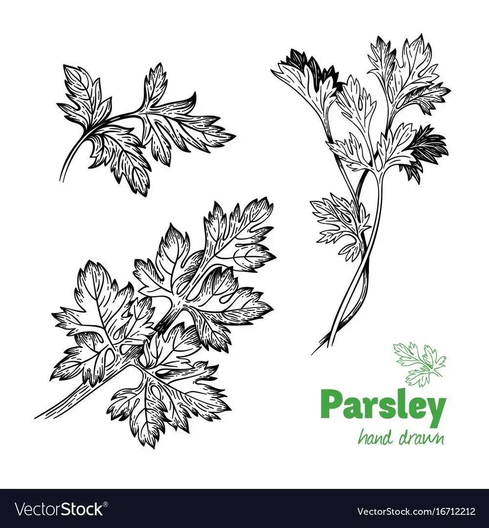 Укроп раскраска для малышей