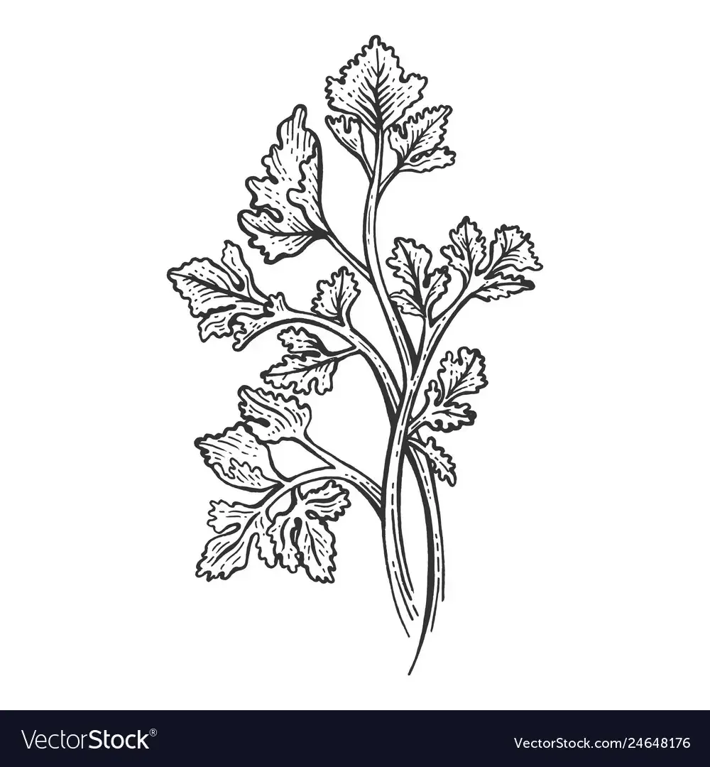 Укроп для детей в детском саду