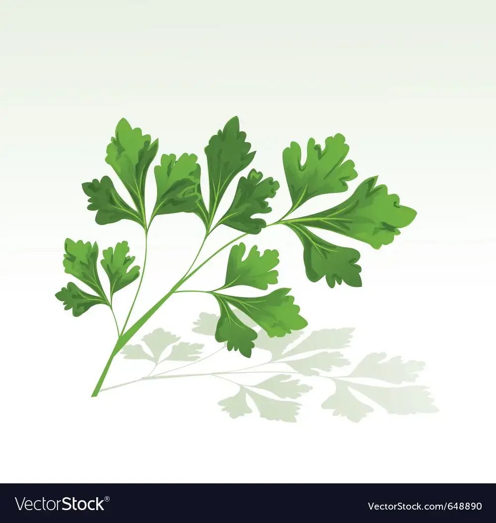 Орнамент растение укроп