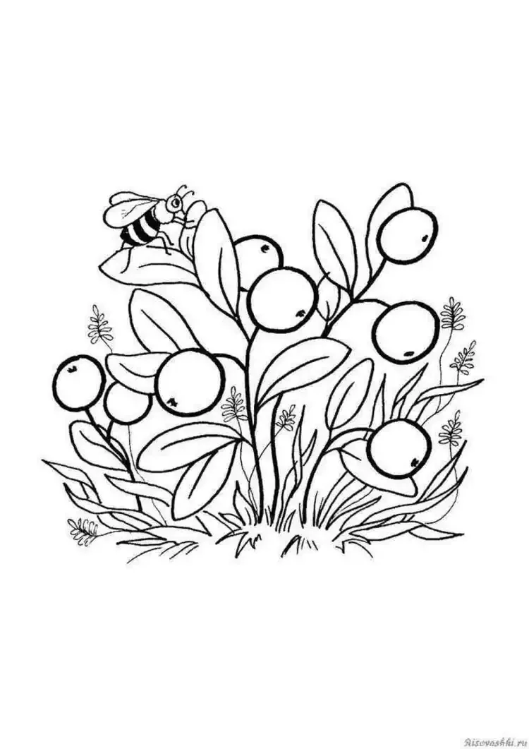 Раскраска ягода брусника