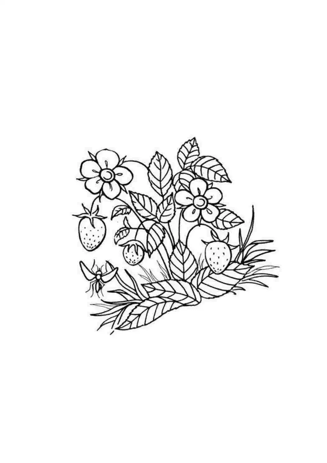 Земляника Лесная раскраска