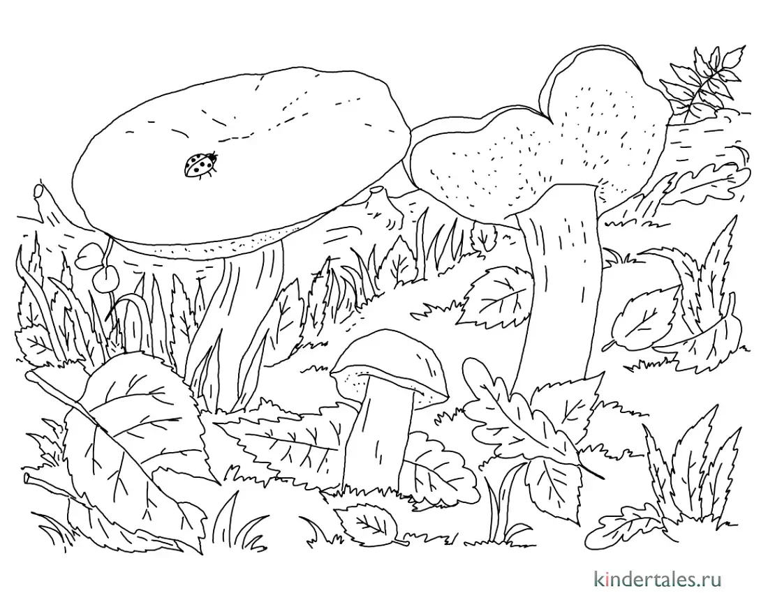Раскраска гриб моховик