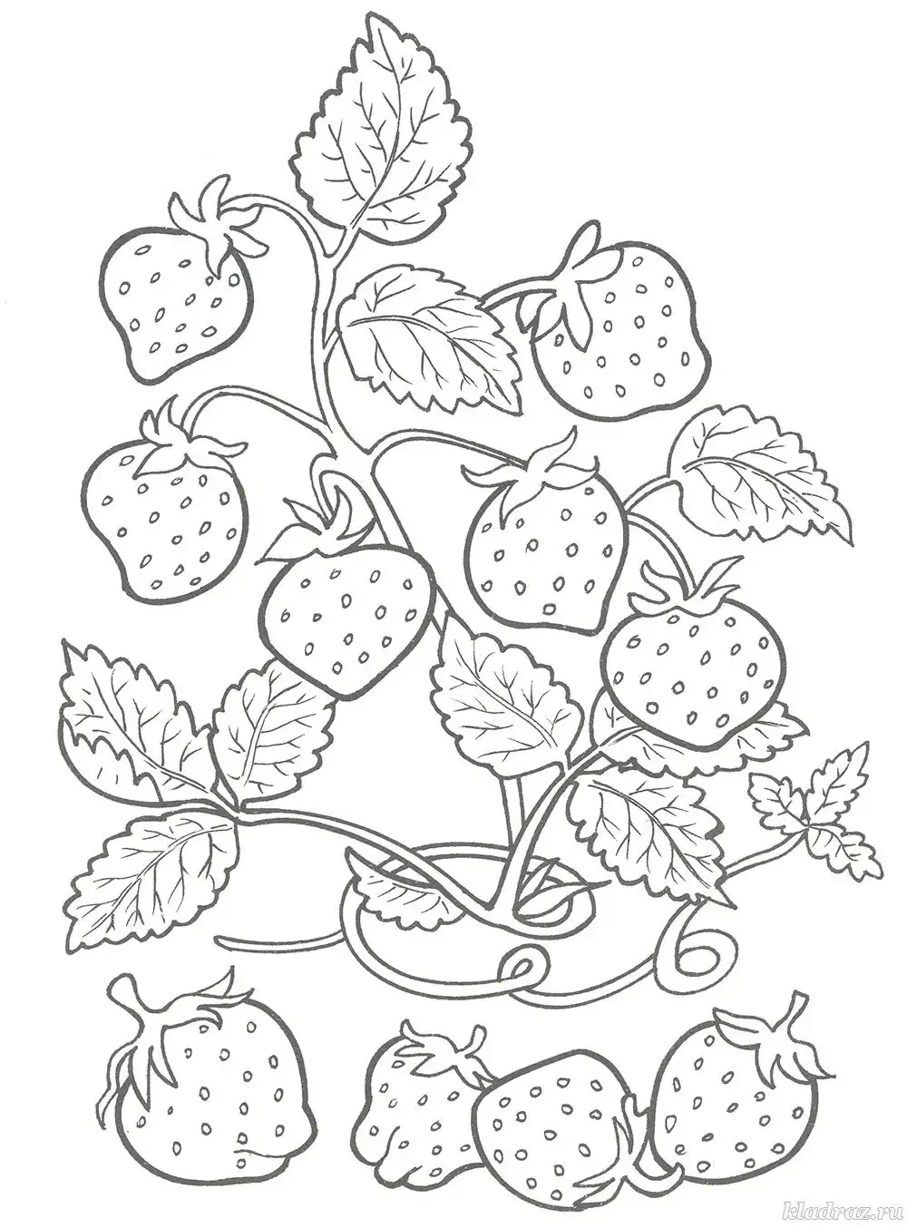Раскраска грибы и ягоды