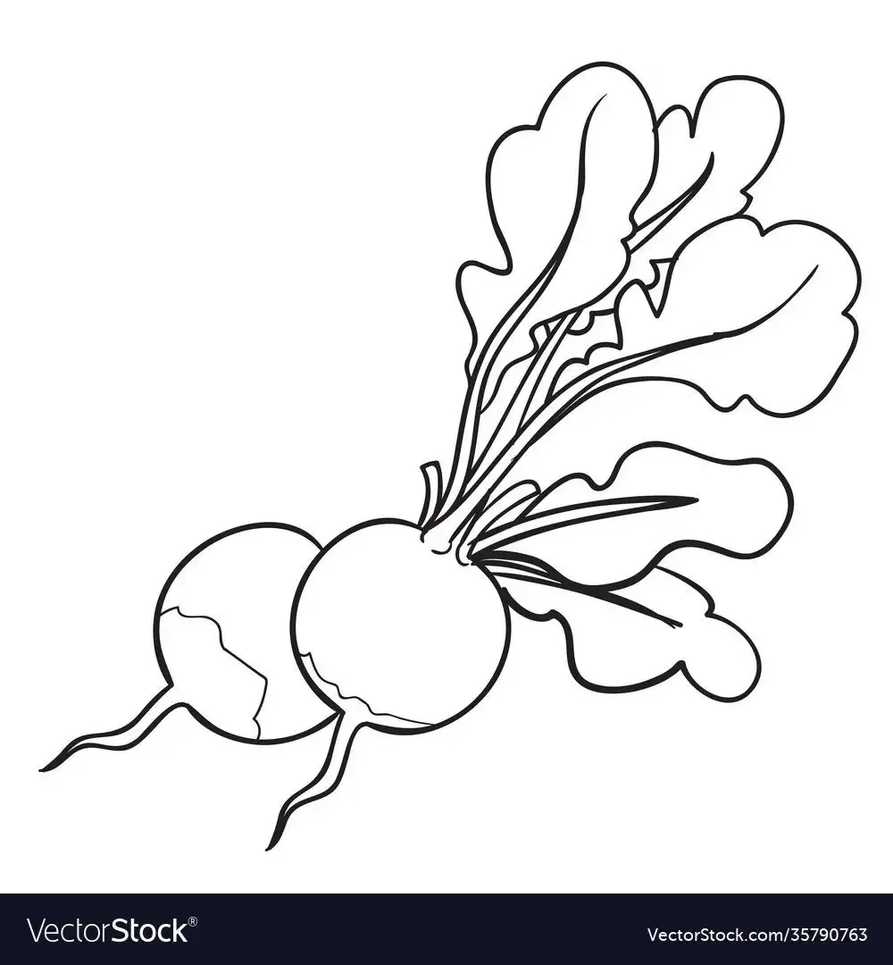 Свекла раскраска для детей