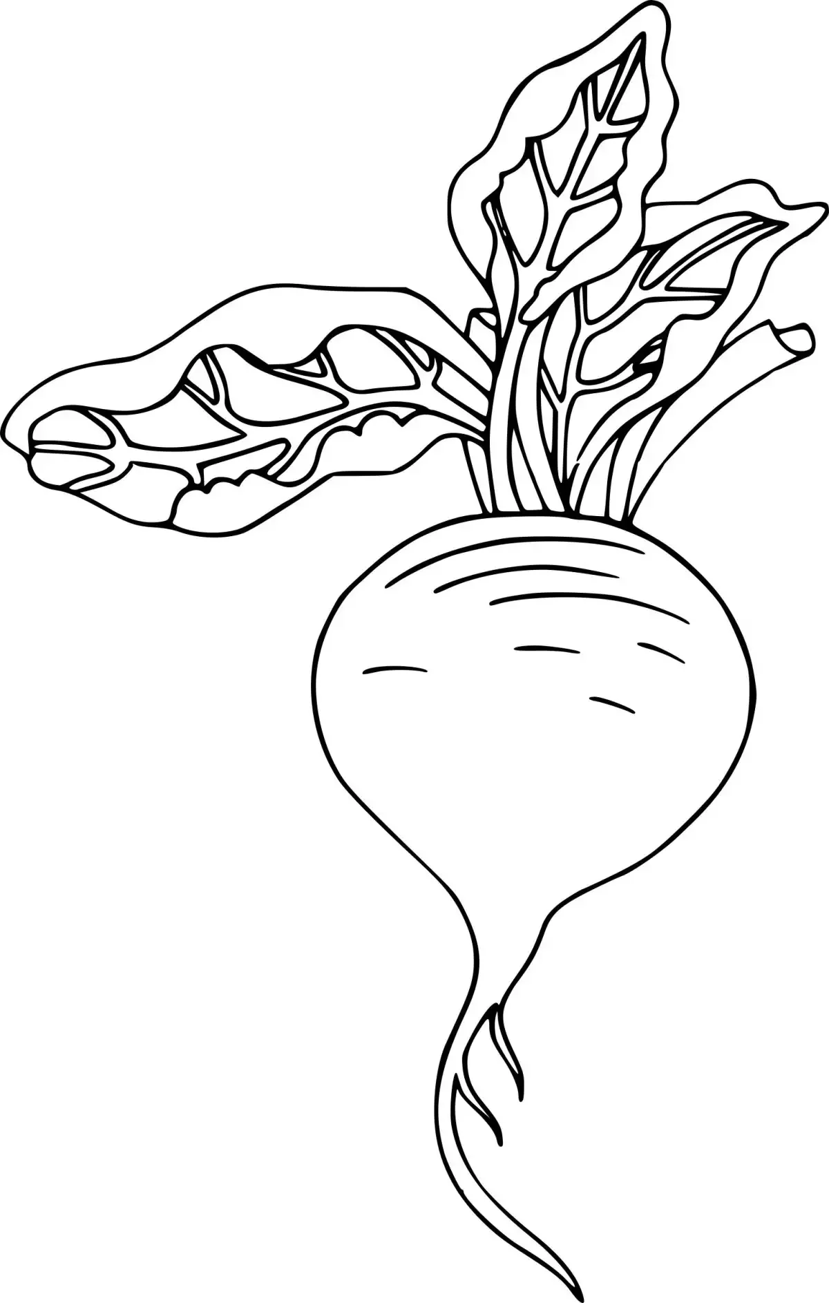 Свекла раскраска