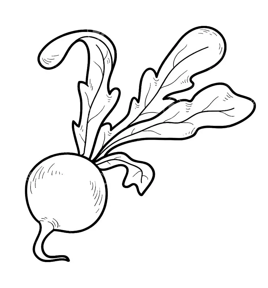 Редиска контур