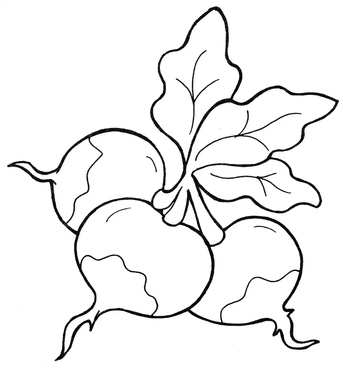 Свекла раскраска