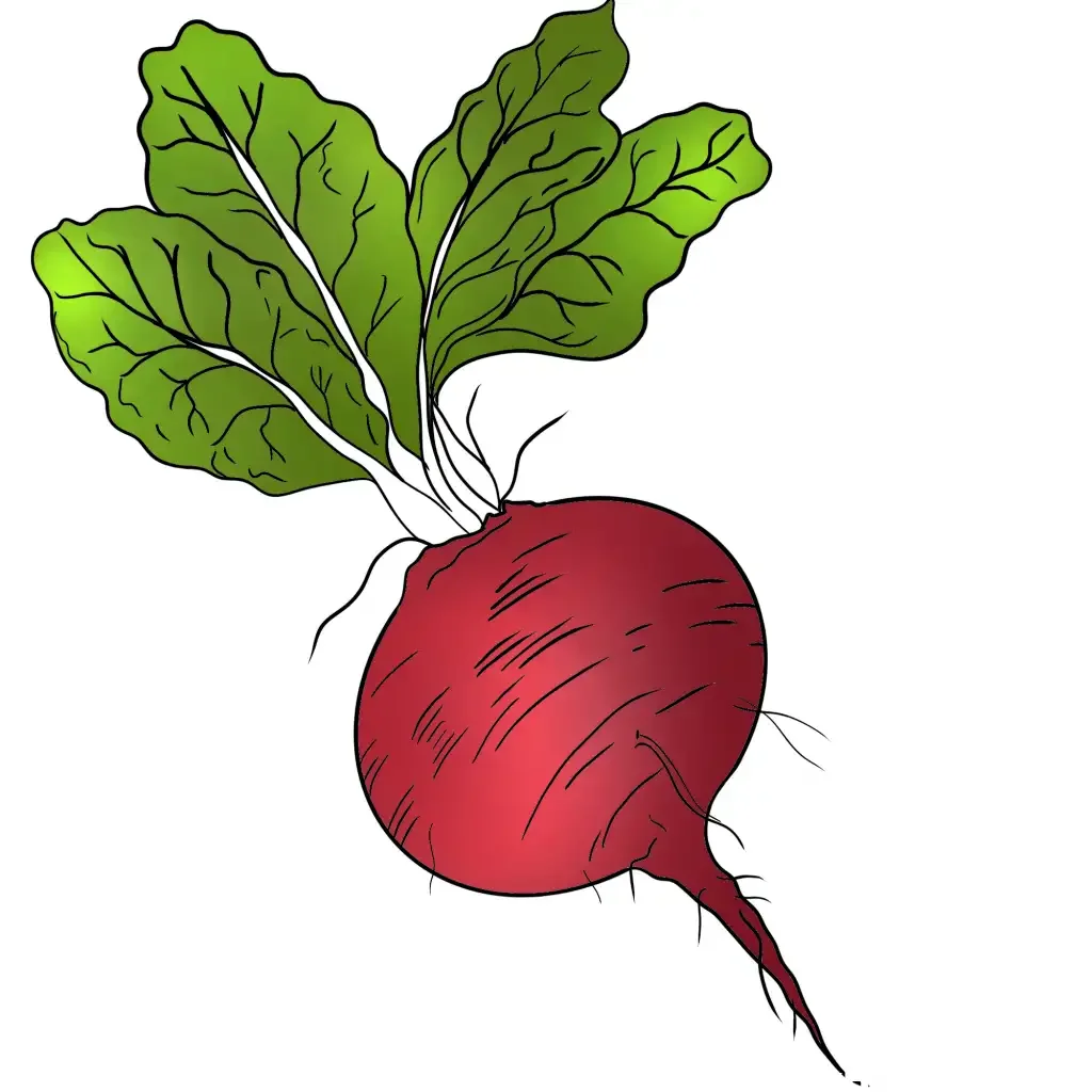 Свекла раскраска для детей