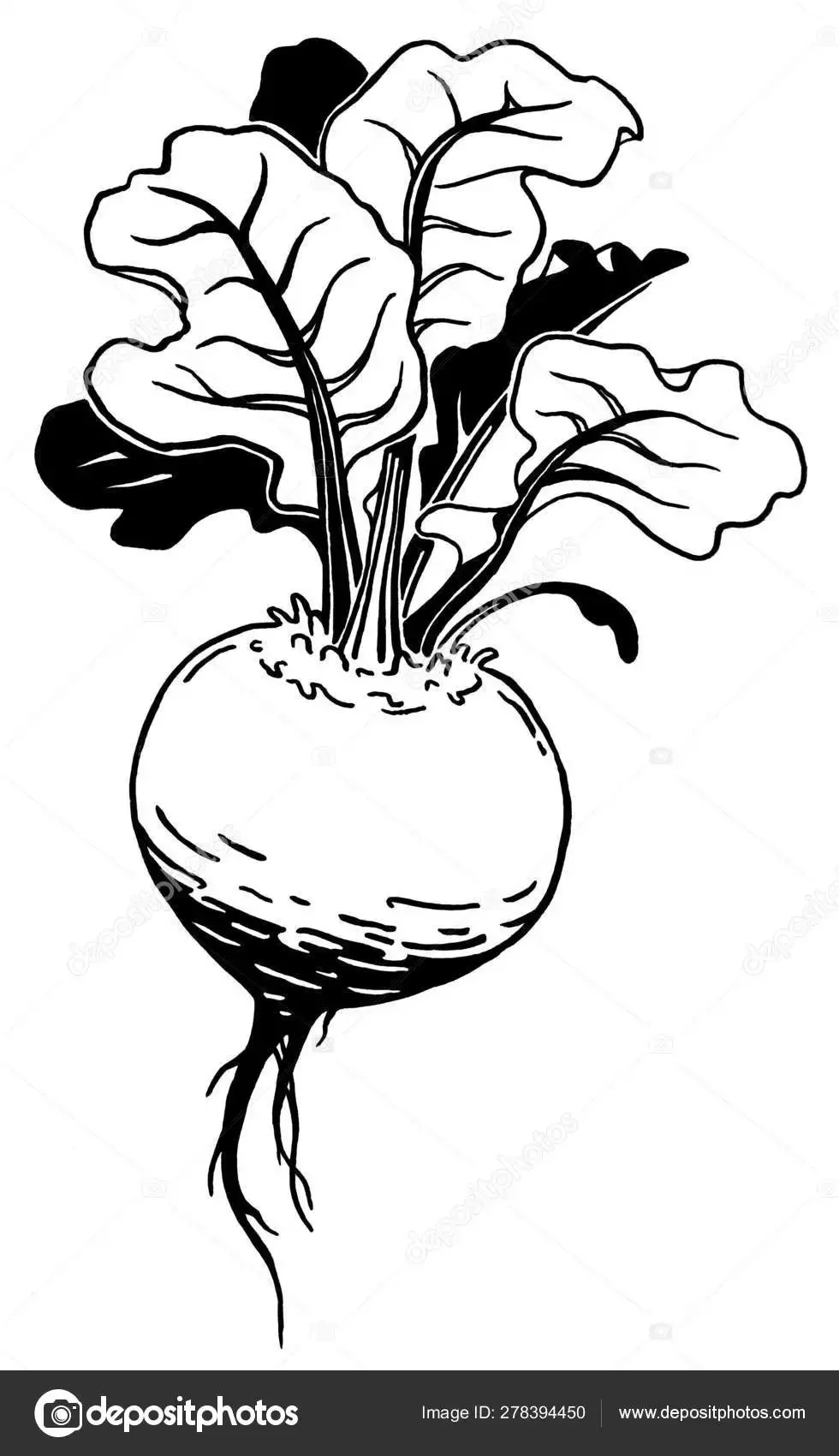 Редиска раскраска для детей