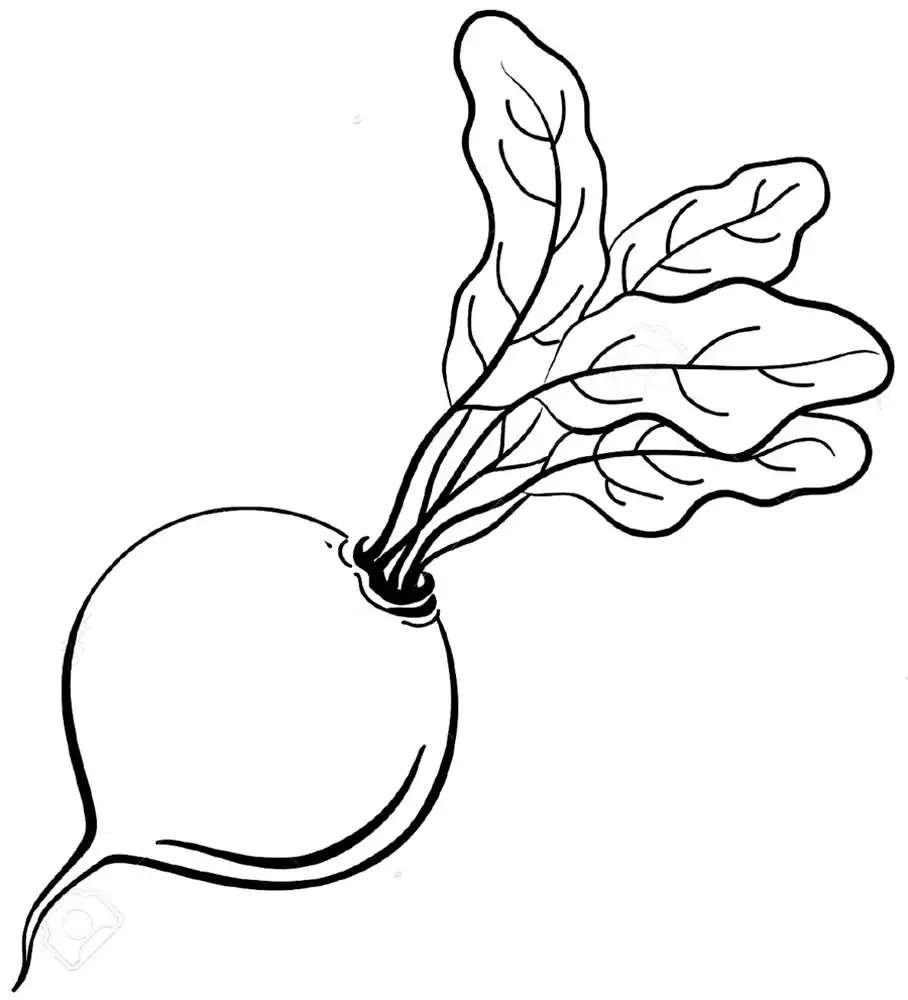 Редис раскраска для детей