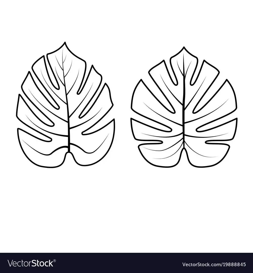 Экзотические листья контур