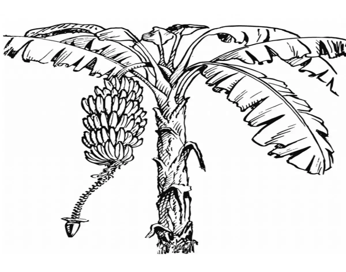 Пальмовые листья раскраска