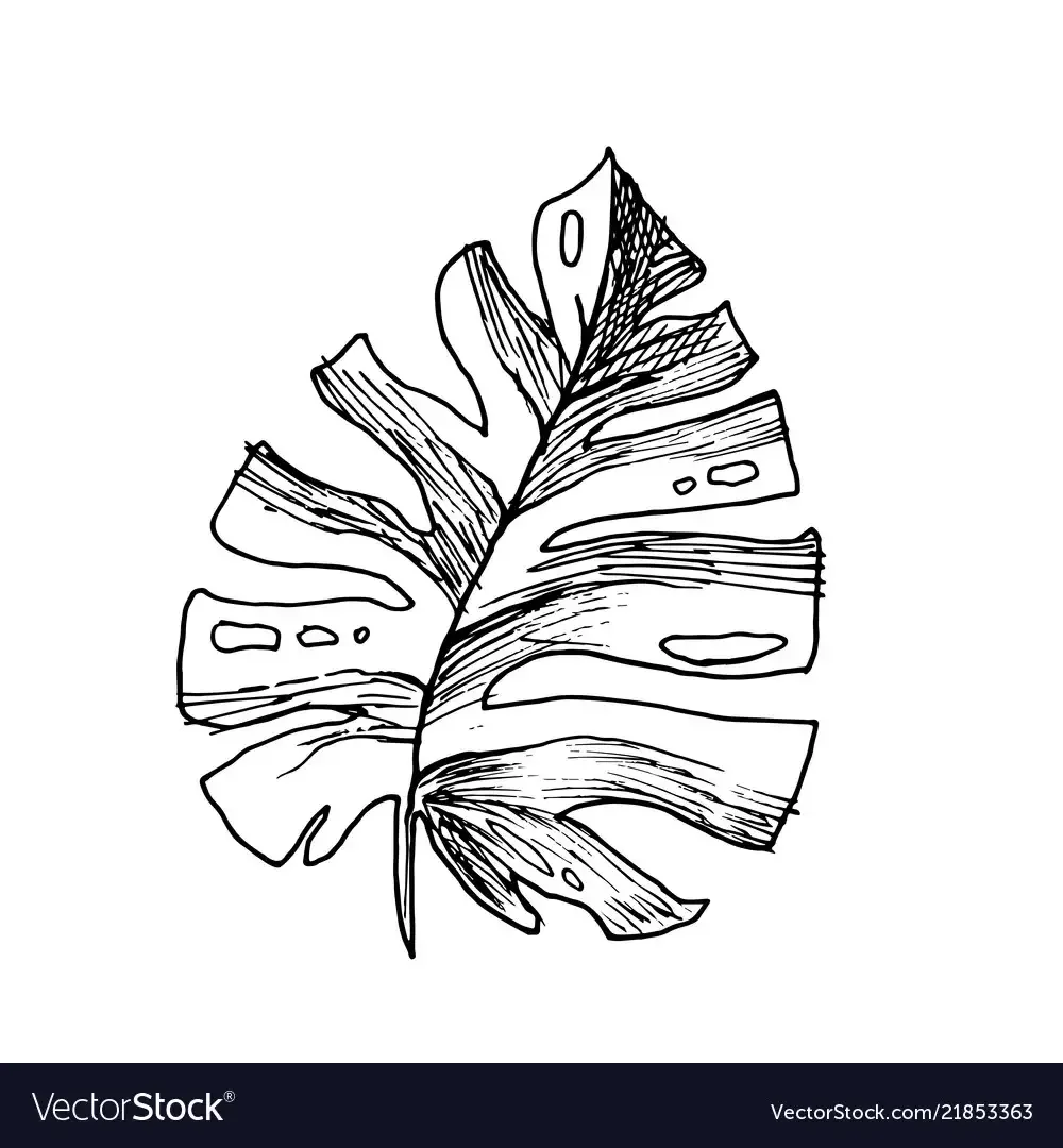 Монстера листья для рисования