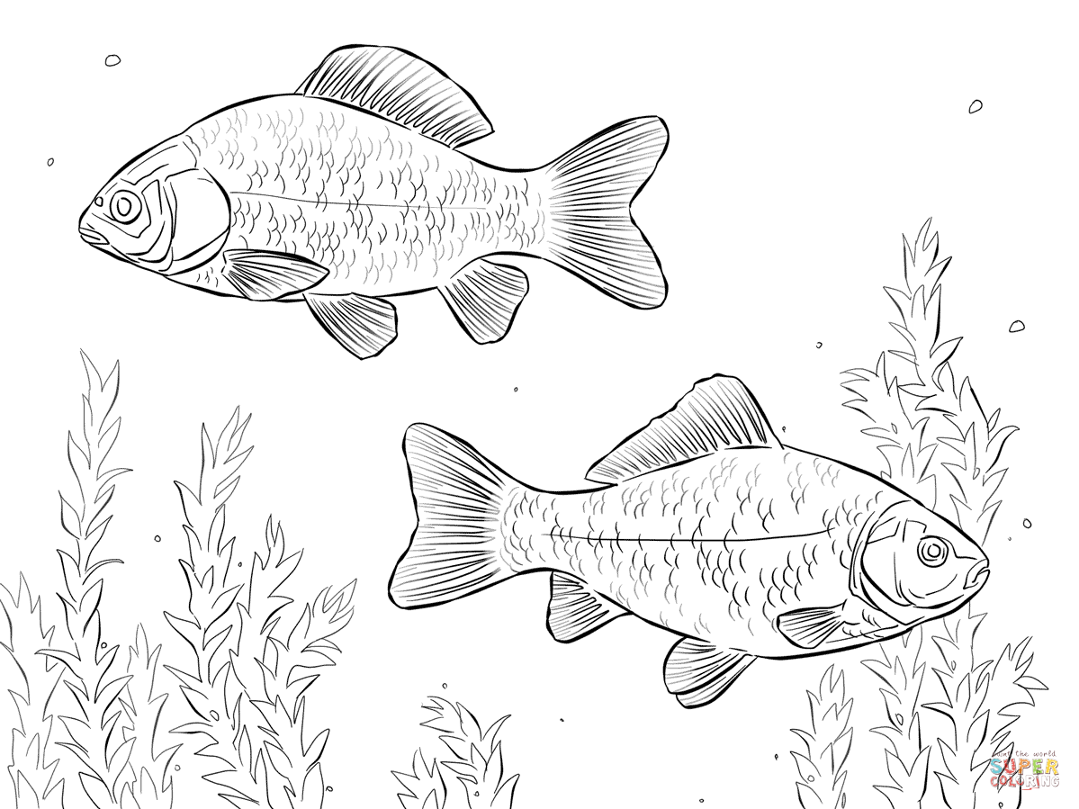 Abramis brama рисунок