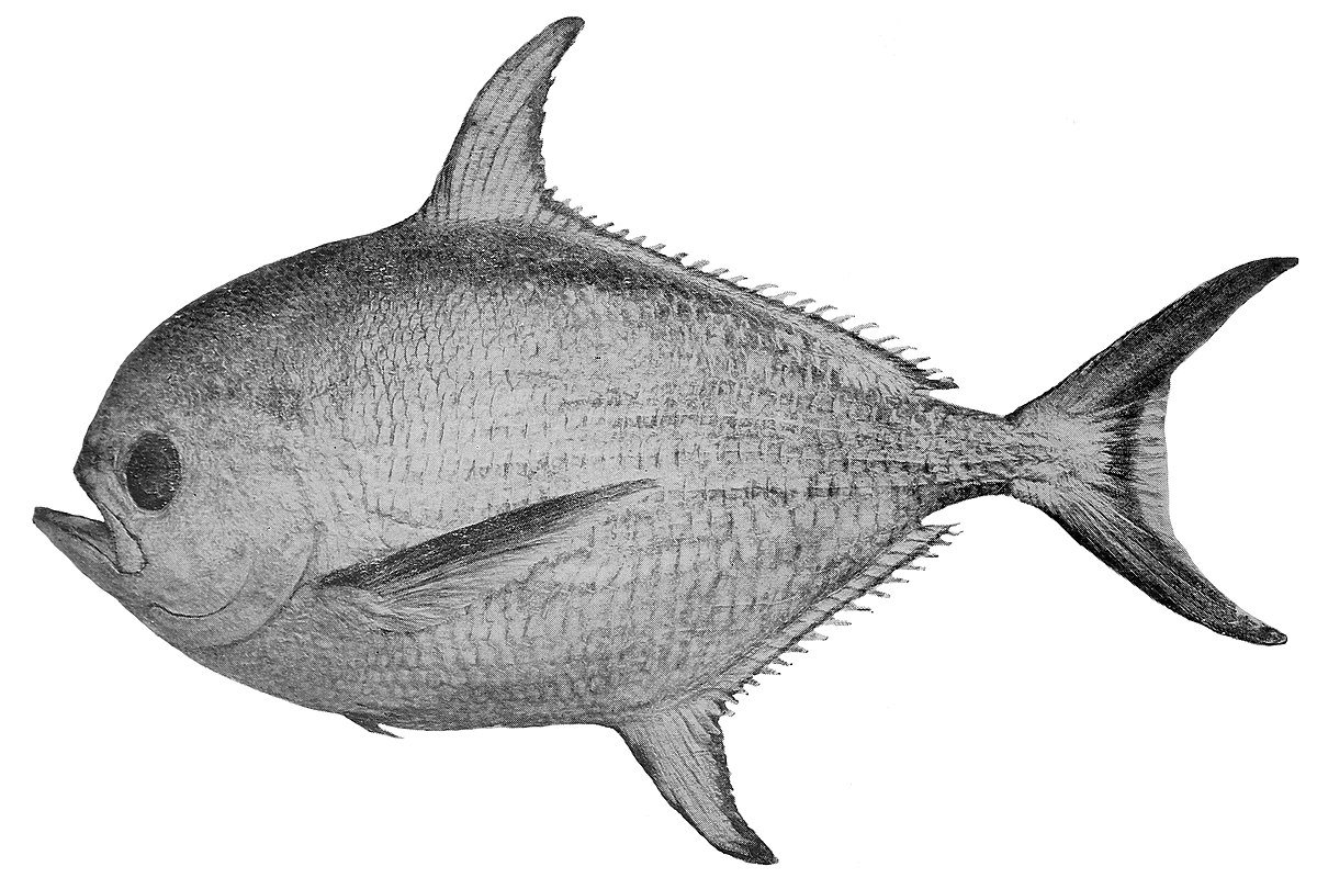 Как рисовать леща