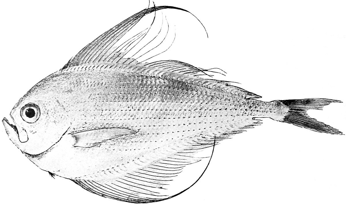 Лещ рисунок карандашом